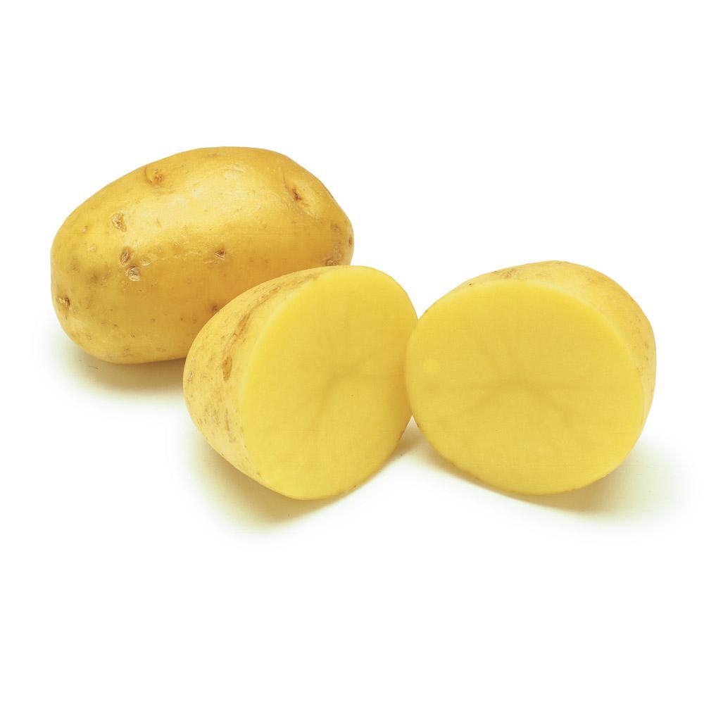 YUKON POTATO