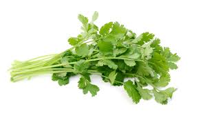 CILANTRO