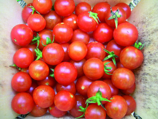 CHERRY TOMATOES (12 OZ)